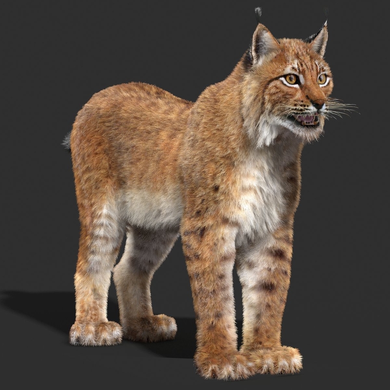 eurasian lynx fur 3d model