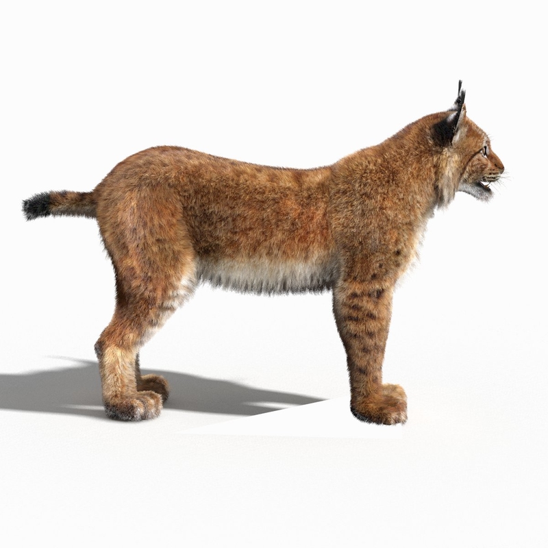 eurasian lynx fur 3d model