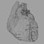 3d anatomy human heart