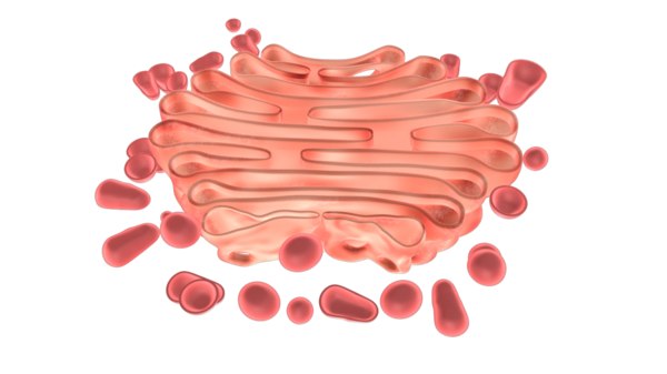 3d golgi apparatus model