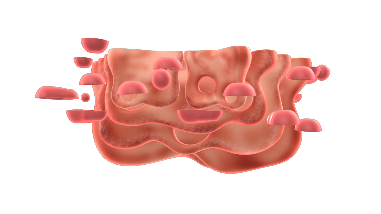 3d golgi apparatus model