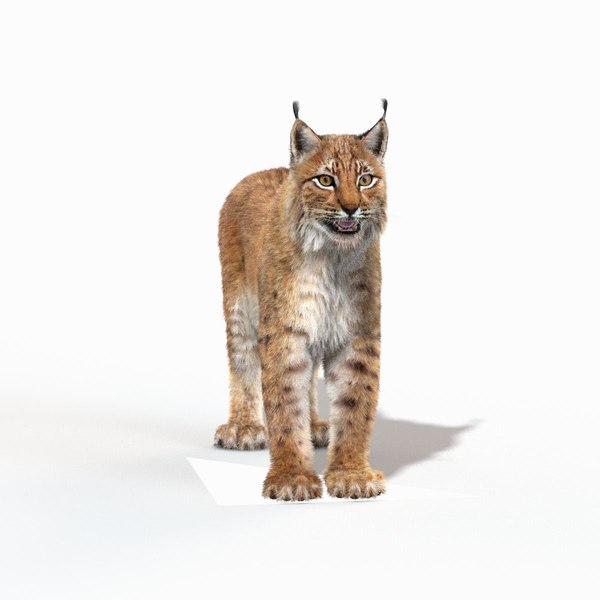 eurasian lynx fur 3d model