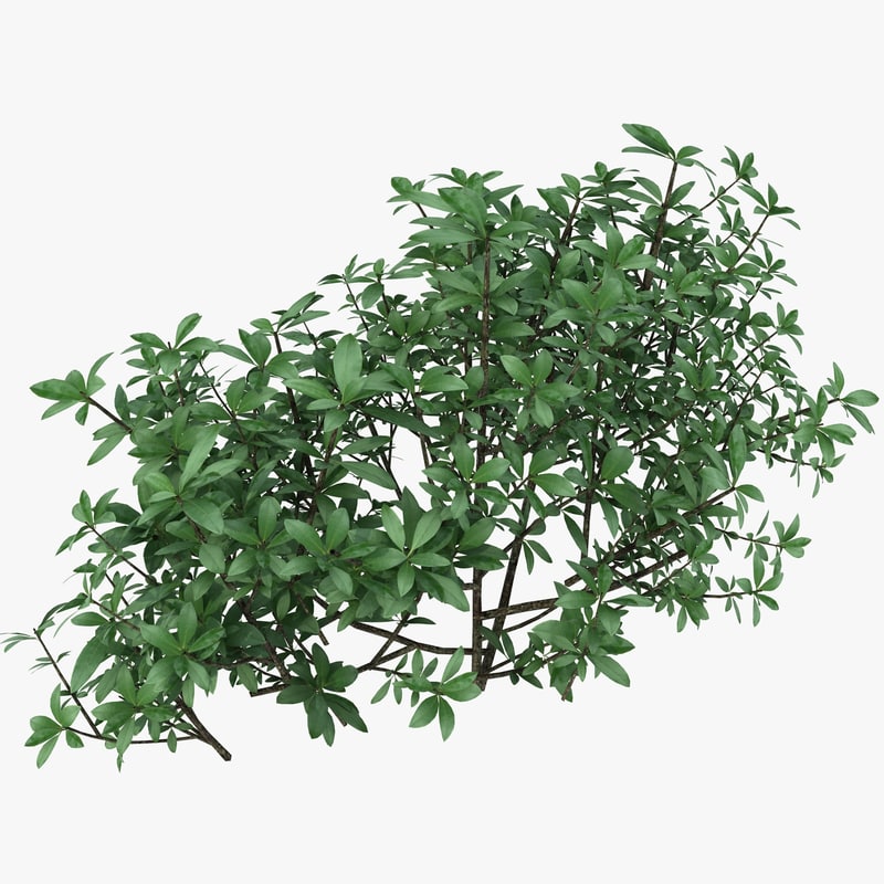 3d model  small bush  shrub 