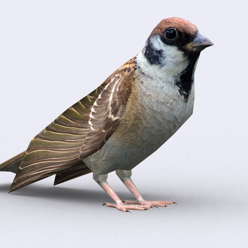 sparrow birds 3d model