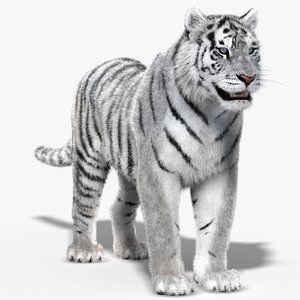 tiger white fur 3d obj
