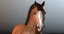cinema4d clydesdale draft-horses