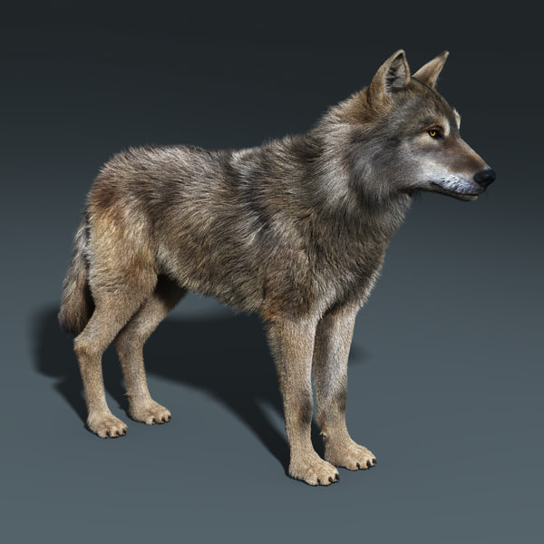 gray wolf fur rigged max