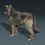 gray wolf fur rigged max