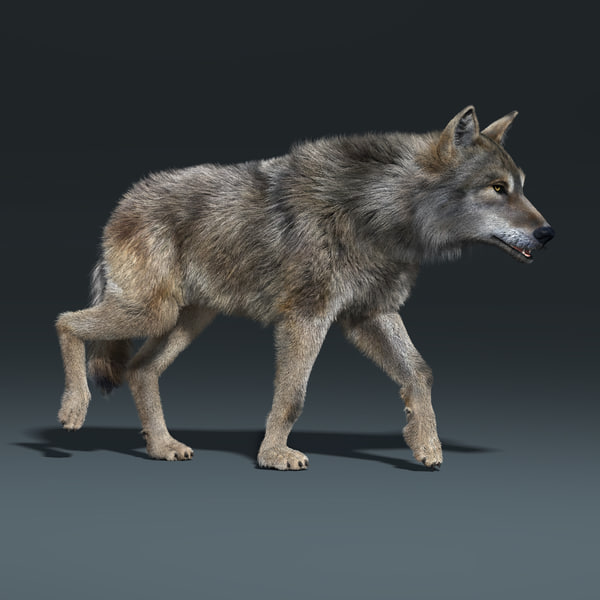 Grauer Wolf (PELZ) (RIGGED) 3D-Modell 