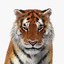 tiger rigged fur cat max