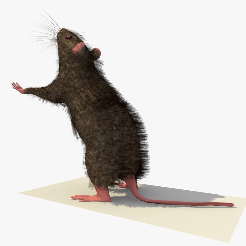 brown mouse rat standing 3d 3ds