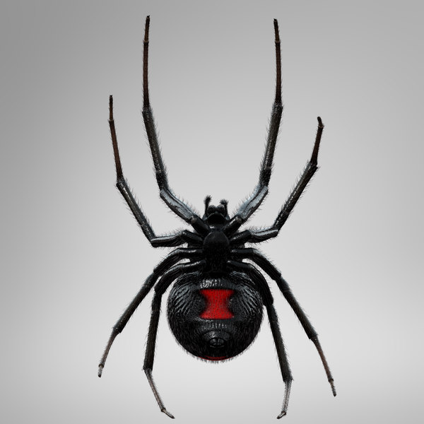 Black Widow Anatomy