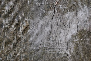 Wood_Texture_0051