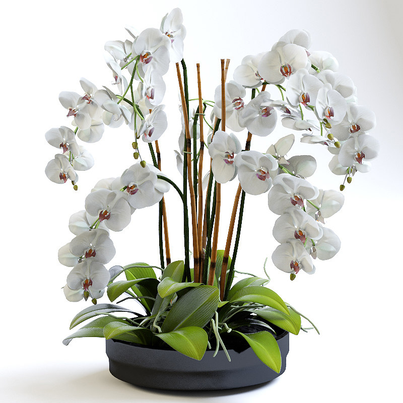 3d obj realistic orchids