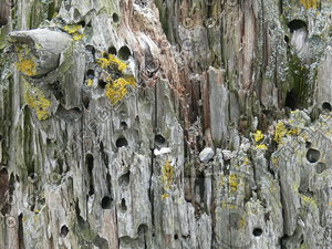 wood texture one