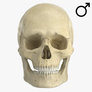 caucasoid male skull 3d max