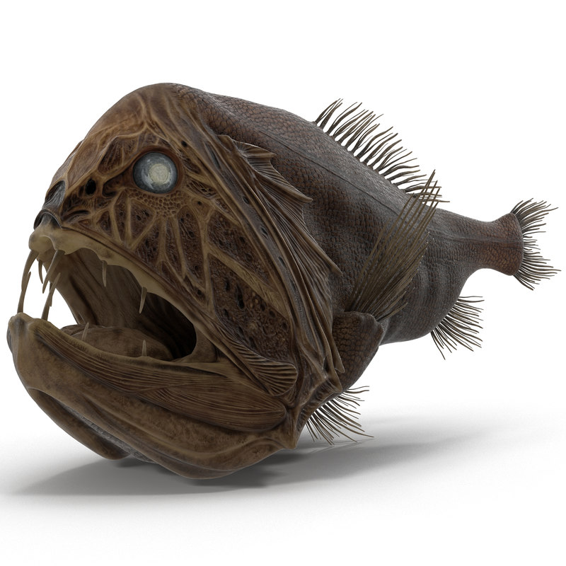 3d model fangtooth fish 2