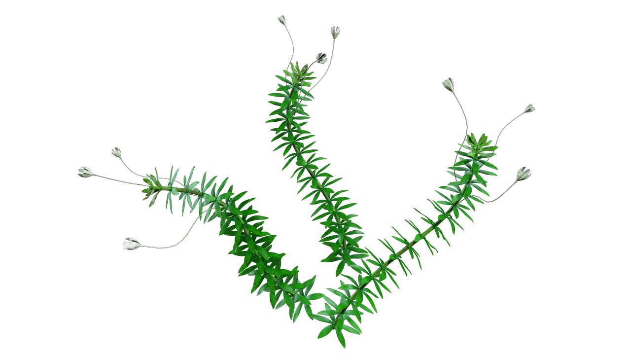 hydrilla plant experiment drawing