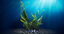 3d model seaweeds animation