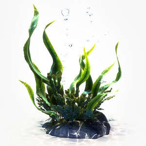3d model seaweeds animation