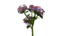 lantana flowering 3d model