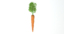 carrot vegetable max
