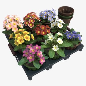 max common primrose plants pots