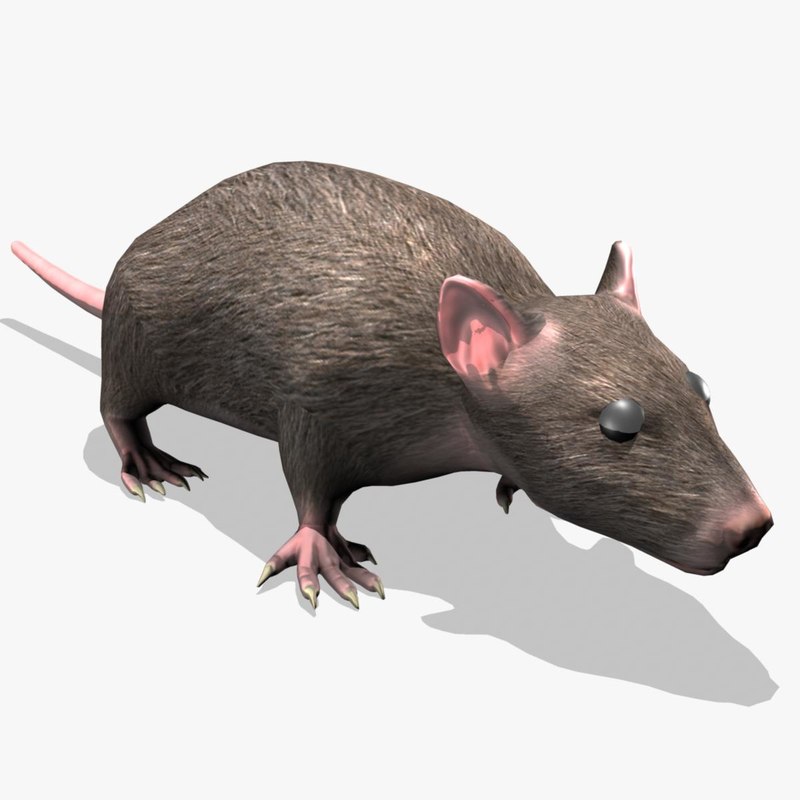 3d model rat rigged animation from www.turbosquid.com. download. model. 