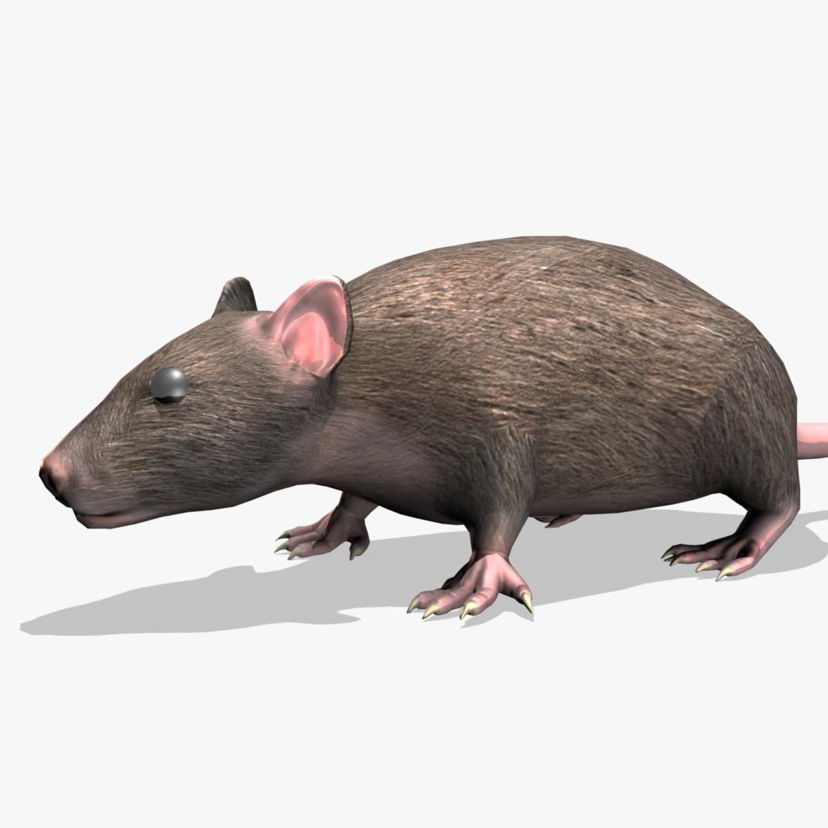 3d model rat rigged animation