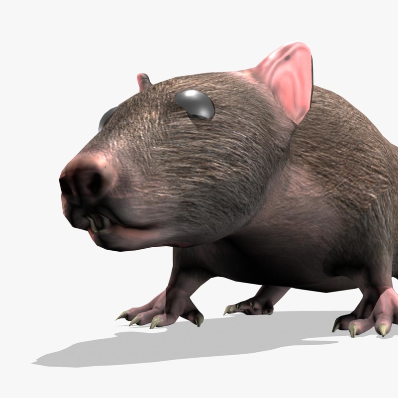 3d model rat rigged animation