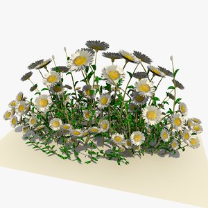 3d model of white daisy flowers