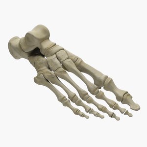 3d foot skeleton
