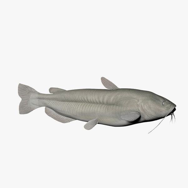 channel catfish