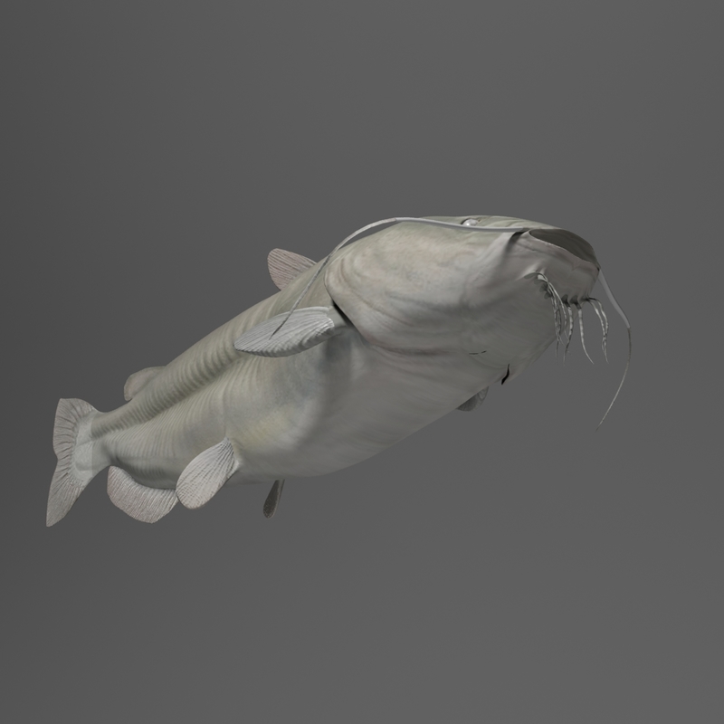 channel catfish fish 3d model
