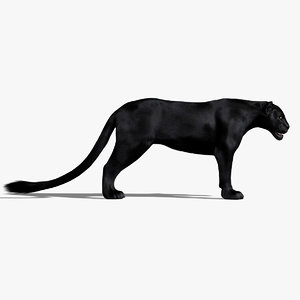 3d black panther fur animation
