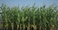 corn field stalks 3d model