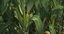 corn field stalks 3d model