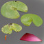 waterlilly lilly wa 3d model