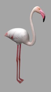 blend flamingo