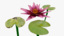 waterlilly lilly wa 3d model