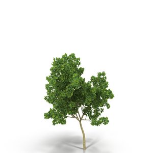3d broadleaf maple young grean