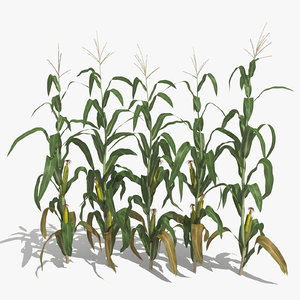 3d corn stalks model
