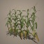 3d corn stalks model