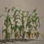 3d corn stalks model