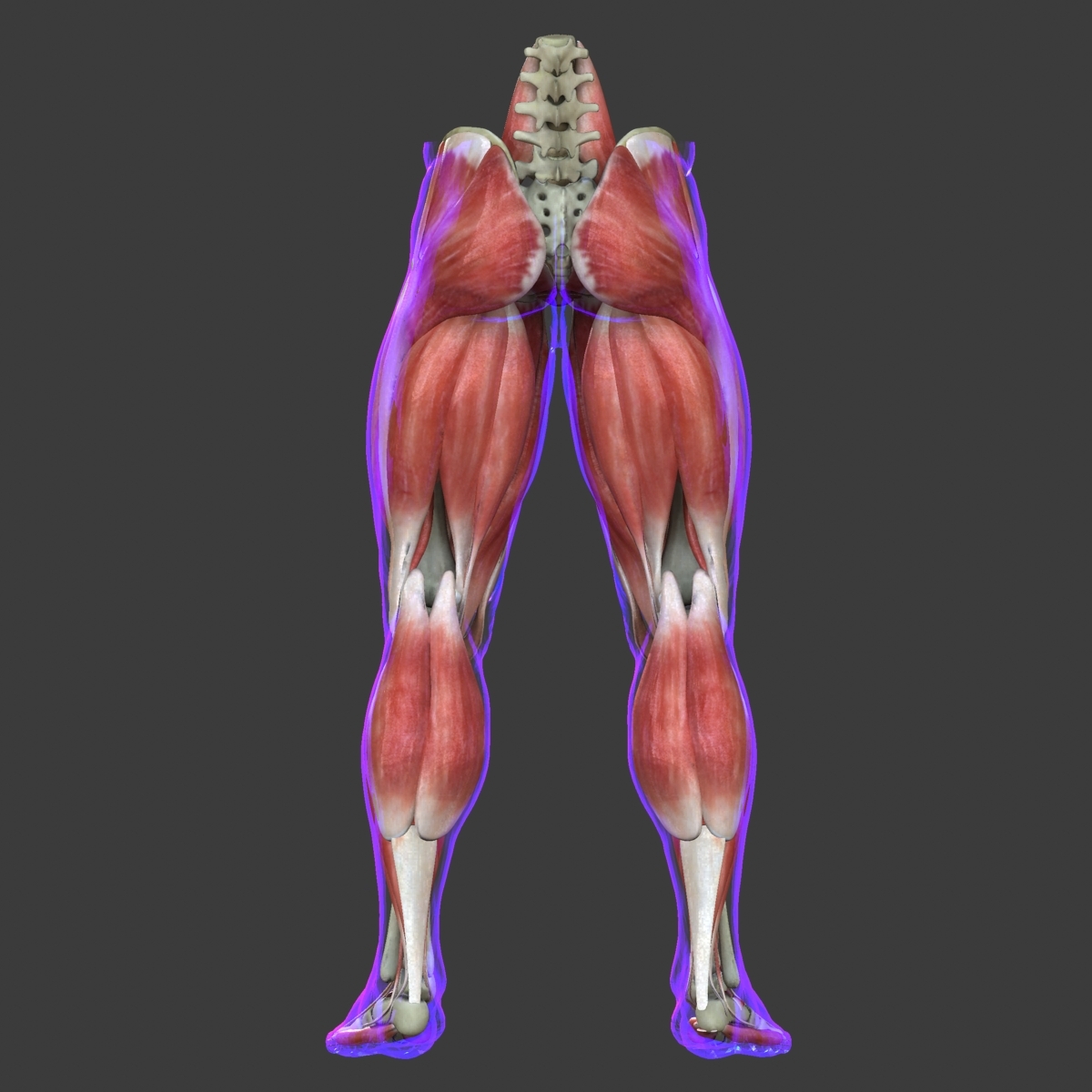 Maya Muscle Leg Medical Edition