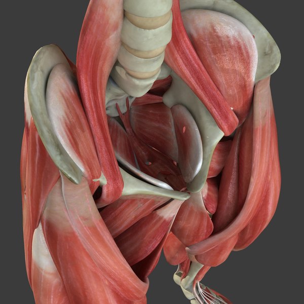 maya muscle leg medical edition