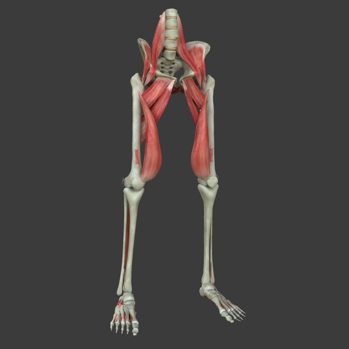 maya muscle leg medical edition