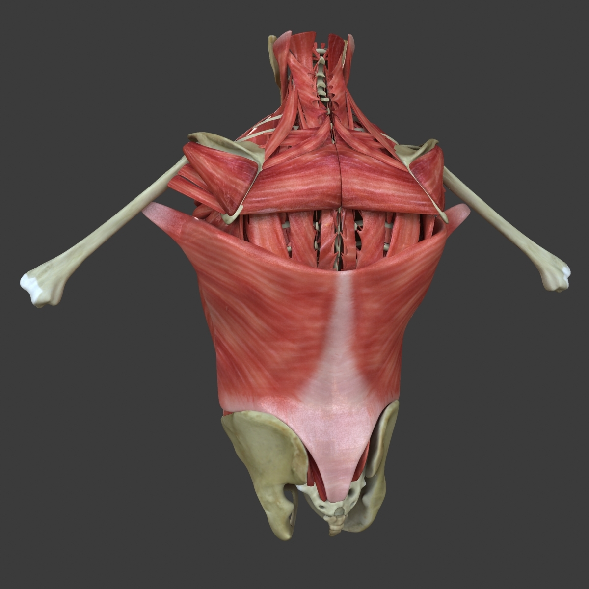 躯干医疗版的肌肉3d模型