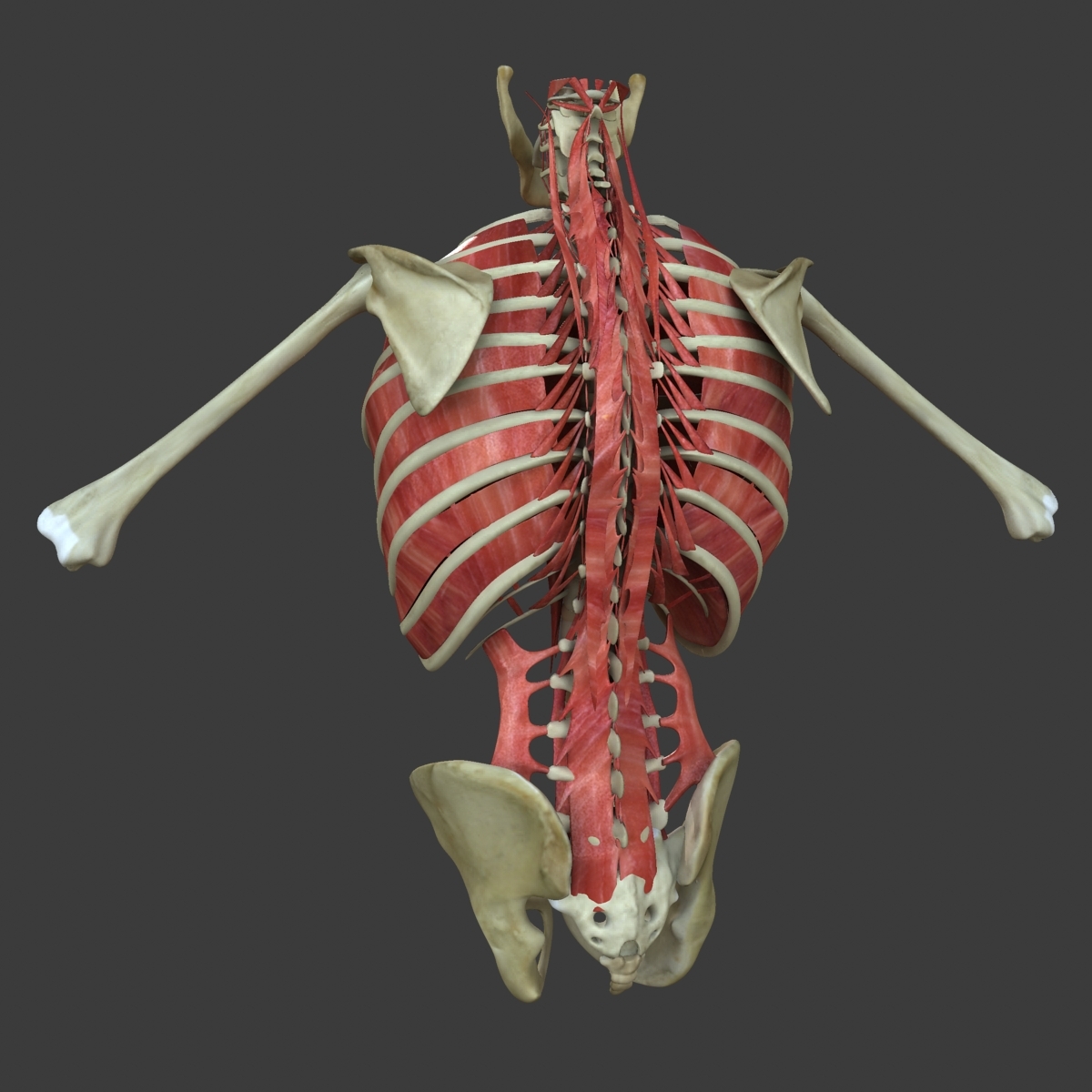 muscles torso medical edition 3d ma