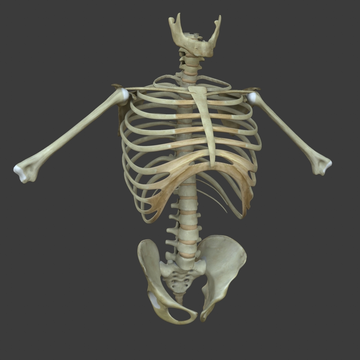 躯干医疗版的肌肉3d模型